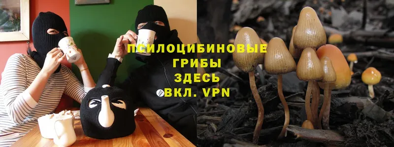 Галлюциногенные грибы Psilocybe  Завитинск 